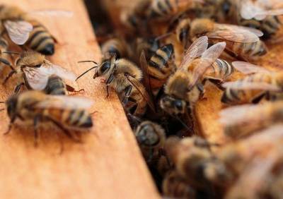Рязанский пчеловод отсудил почти полтора миллиона за гибель пчел - ya62.ru - Рязанская обл. - Рязань