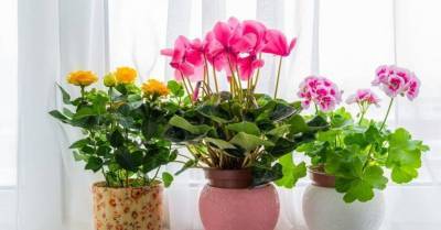 Чужой в доме: какие комнатные растения можно принимать в дар, а какие — нет - skuke.net