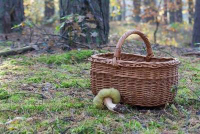 Почему только русские едят грибы из леса, а за границей с этим сложно - skuke.net - Россия - Русь