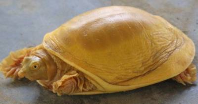 Ученые объяснили происхождение желтых черепах - popmech.ru - Германия - Пакистан - Бирма - India - Непал