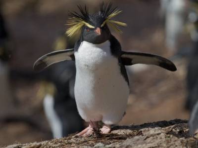 Генетики построили эволюционное древо пингвинов - polit.ru - Австралия - Новая Зеландия