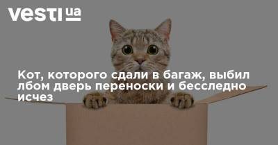 Кот, которого сдали в багаж, выбил лбом дверь переноски и бесследно исчез - vesti.ua - Россия