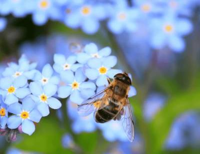 Изменение климата «поссорило» пчел с цветами - live24.ru - США - шт.Северная Каролина