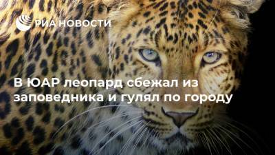 В ЮАР леопард сбежал из заповедника и гулял по городу - ria.ru - Юар