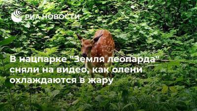 В нацпарке "Земля леопарда" сняли на видео, как олени охлаждаются в жару - ria.ru - Приморье край