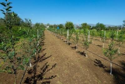 Яблоневые сады вырастят в Хабезском районе Карачаево-Черкесии - kavkaz.mk.ru - респ. Карачаево-Черкесия