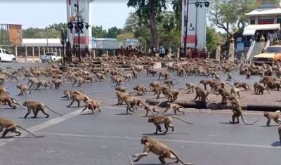 Фото дня: в Таиланде голодные обезьяны захватили целый город - newizv.ru - Таиланд