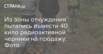 Из зоны отчуждения пытались вынести 40 кило радиоактивной черники на продажу. Фото - strana.ua - Украина