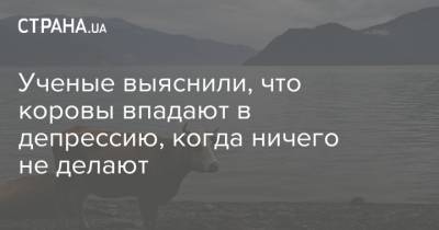 Ученые выяснили, что коровы впадают в депрессию, когда ничего не делают - strana.ua - Вена