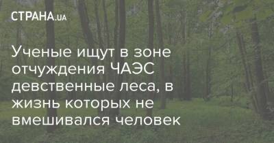 Ученые ищут в зоне отчуждения ЧАЭС девственные леса, в жизнь которых не вмешивался человек - strana.ua - Житомир