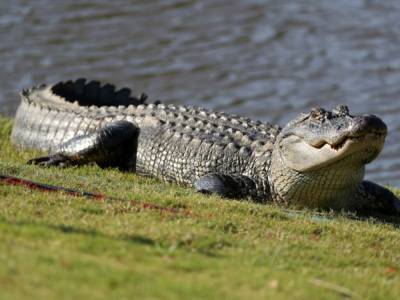 Серийный убийца скормил крокодилам более 50 человек - golos.ua - Индия - Дели - Джайпур