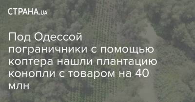 Под Одессой пограничники с помощью коптера нашли плантацию конопли с товаром на 40 млн - strana.ua - Одесса - Одесская обл.