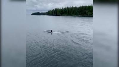 Редчайший кит-убийца белого окраса попал на видео - piter.tv - шт.Аляска - state Alaska
