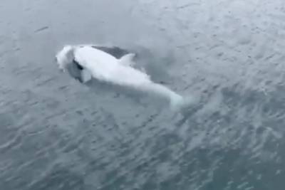 Видео редкого белого кита-убийцы облетело Сеть и стало вирусным - vm.ru - шт.Аляска - state Alaska