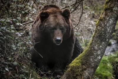Пропавший под Нижним Тагилом три дня назад грибник спасался от медведя на дереве - argumenti.ru