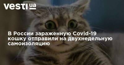 В Росcии зараженную Covid-19 кошку отправили на двухнедельную самоизоляцию - vesti.ua - Россия - Тюмень - Тюменская обл.