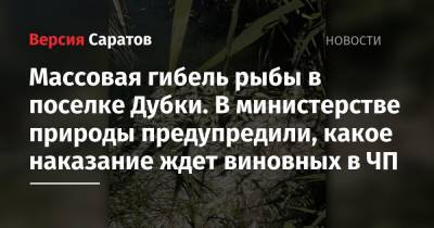 Массовая гибель рыбы в поселке Дубки. В министерстве природы предупредили, какое наказание ждет виновных в ЧП - nversia.ru - Саратов - район Саратовский