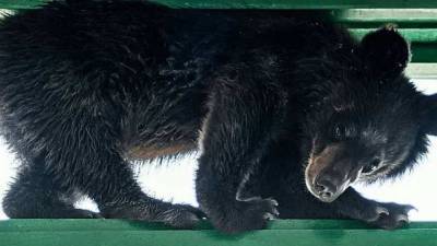 Медвежонок застрял в форточке, убегая от людей в подъезде - vesti.ru - Дальнегорск