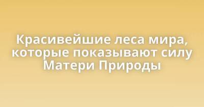 Красивейшие леса мира, которые показывают силу Матери Природы - skuke.net - Колумбия - Бразилия - Венесуэла - Боливия - Таиланд