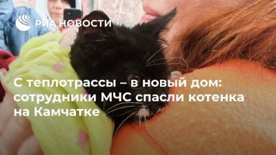 С теплотрассы – в новый дом: сотрудники МЧС спасли котенка на Камчатке - ria.ru - Москва - Россия - Камчатский край - Петропавловск-Камчатский