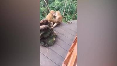 В Китае обезьяны показали поцелуй влюбленных - piter.tv - Китай