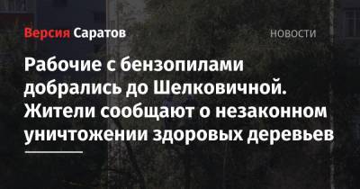 Александр Калинин - Рабочие с бензопилами добрались до Шелковичной. Жители сообщают о незаконном уничтожении здоровых деревьев - nversia.ru