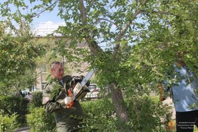 Александр Сапожников - Сапожников помог обрезать деревья на пл. Ленина в Чите - chita.ru - Чита