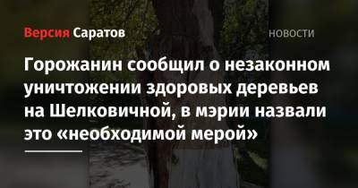 Горожанин сообщил о незаконном уничтожении здоровых деревьев на Шелковичной, в мэрии назвали это «необходимой мерой» - nversia.ru - Саратов