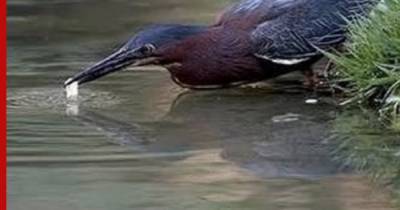 Птица догадалась, как ловить рыбу на наживку: видео - profile.ru - Китай