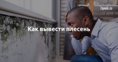 Как вывести плесень - skuke.net