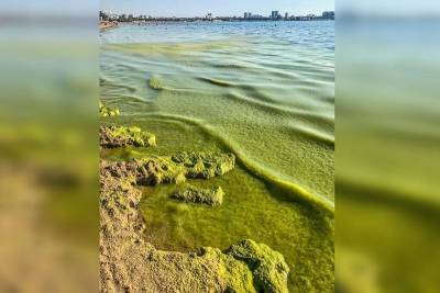 Цветущие водоросли в море в Анапе имеют лечебный эффект - kubnews.ru - Анапа - Черное Море