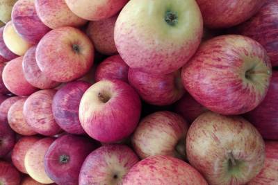 Врач объяснила, сколько нужно съедать яблок в день для поддержания здоровья - vm.ru