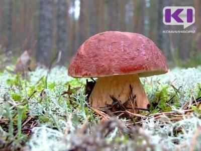 Грибники Коми разобрали все пропуски в Чернам на несколько дней вперед - komiinform.ru - респ. Коми
