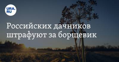 Российских дачников штрафуют за борщевик - ura.news - Россия - Московская обл.