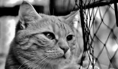 Бродячий кот стал талисманом полицейского участка - mirnov.ru - Италия