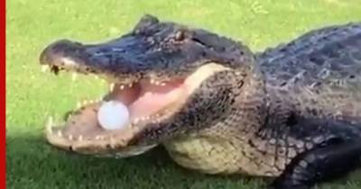 В США аллигатор отобрал мяч у гольфистов - profile.ru - Мексика - USA - штат Луизиана