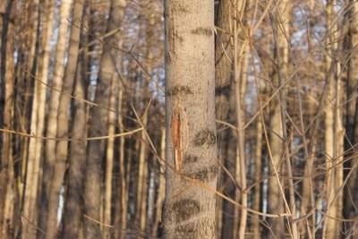 В Башкирии мужчина ушёл в лес и погиб под рухнувшим на него деревом - ufacitynews.ru - Башкирия - Белоруссия - район Учалинский
