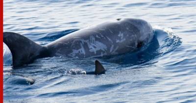 Названа причина массовой гибели дельфинов на Черном море - profile.ru - Франция - Черное Море