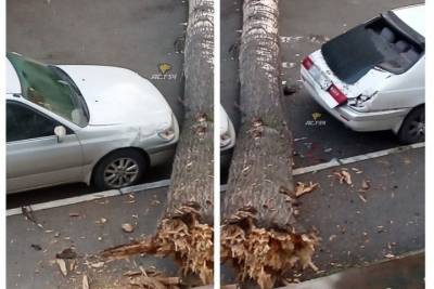 «Слышу грохот в два часа ночи»: в Новосибирске дерево упало на две машины - novos.mk.ru - Новосибирск