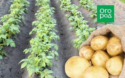 Выращивание картофеля на одном и том же месте - skuke.net