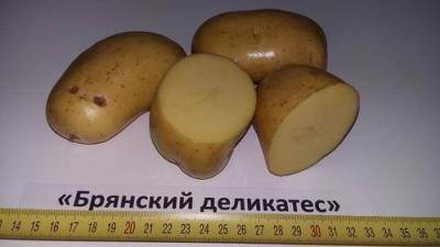 Картофель Брянский деликатес - skuke.net
