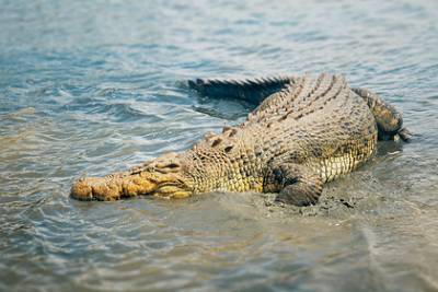 Крокодил растерзал женщину на глазах у золовки и утащил в озеро - lenta.ru - Малайзия - Куала-Лумпур