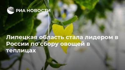 Игорь Артамонов - Липецкая область стала лидером в России по сбору овощей в теплицах - smartmoney.one - Россия - Башкирия - Краснодарский край - Московская обл. - респ. Татарстан - Калужская обл. - Новосибирская обл. - Волгоградская обл. - респ. Карачаево-Черкесия - Ставрополье - Липецкая обл.