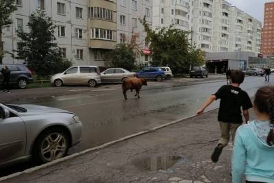 Новосибирцев развеселили гуляющие по проезжей части корова и теленок - novos.mk.ru - Новосибирск