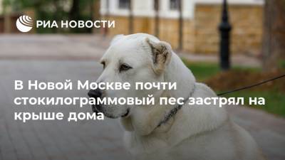 В Новой Москве почти стокилограммовый пес застрял на крыше дома - ria.ru - Москва
