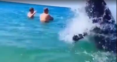 Стая дельфинов устроила шоу перед отдыхающими, видео: "подплыли к берегу и..." - odessa.politeka.net - Бердянск