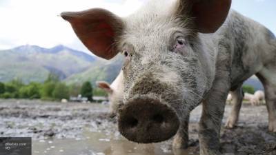 Американские ученые вырастили в организме свиней новую печень - newinform.com - Москва - США