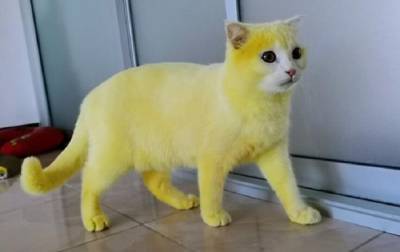 Жительница Таиланда лечила кошку и случайно окрасила ее в желтый цвет - korrespondent.net - Таиланд