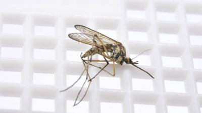 Спасители или губители? Ученые выпускают на волю комаров-мутантов - 5-tv.ru - шт.Флорида