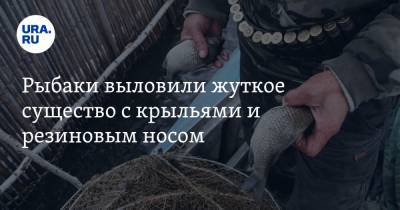 Дмитрий Ткачук - Рыбаки выловили жуткое существо с крыльями и резиновым носом. ФОТО - ura.news